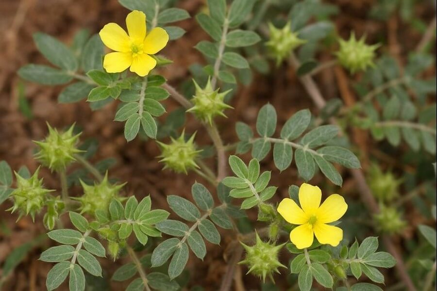 Demir Dikeni Nedir? Epimedyumlu Macun İçeriğinde Neden Önemlidir?